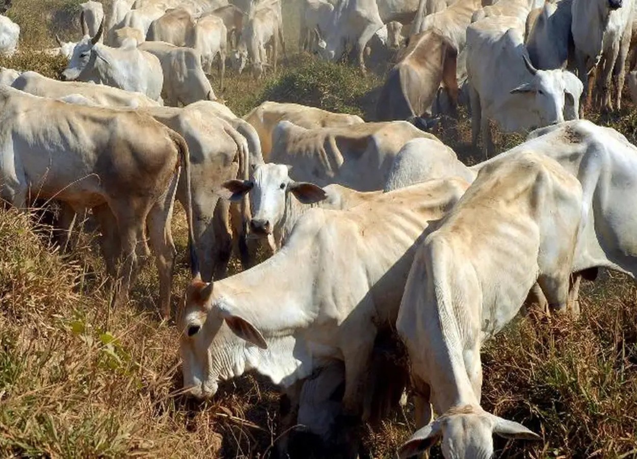Mais de 300 bois Nelore são furtados de fazenda em Pernambuco; prejuízo passa de R$ 1 milhão
