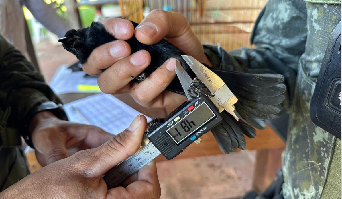 Polícia Ambiental encontra ave escondida em armário e apreende pássaros mantidos ilegalmente no interior de SP