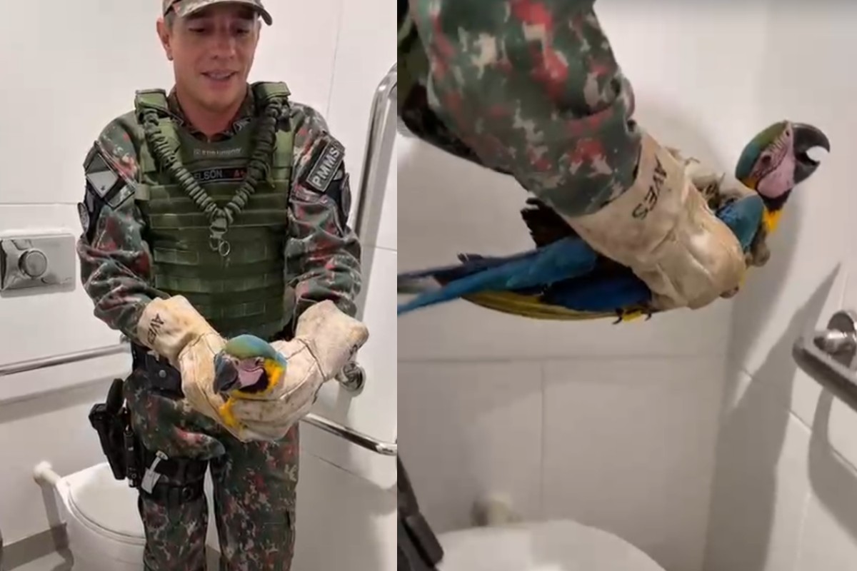 VÍDEO: arara é resgatada dentro de banheiro de fábrica em Campo Grande