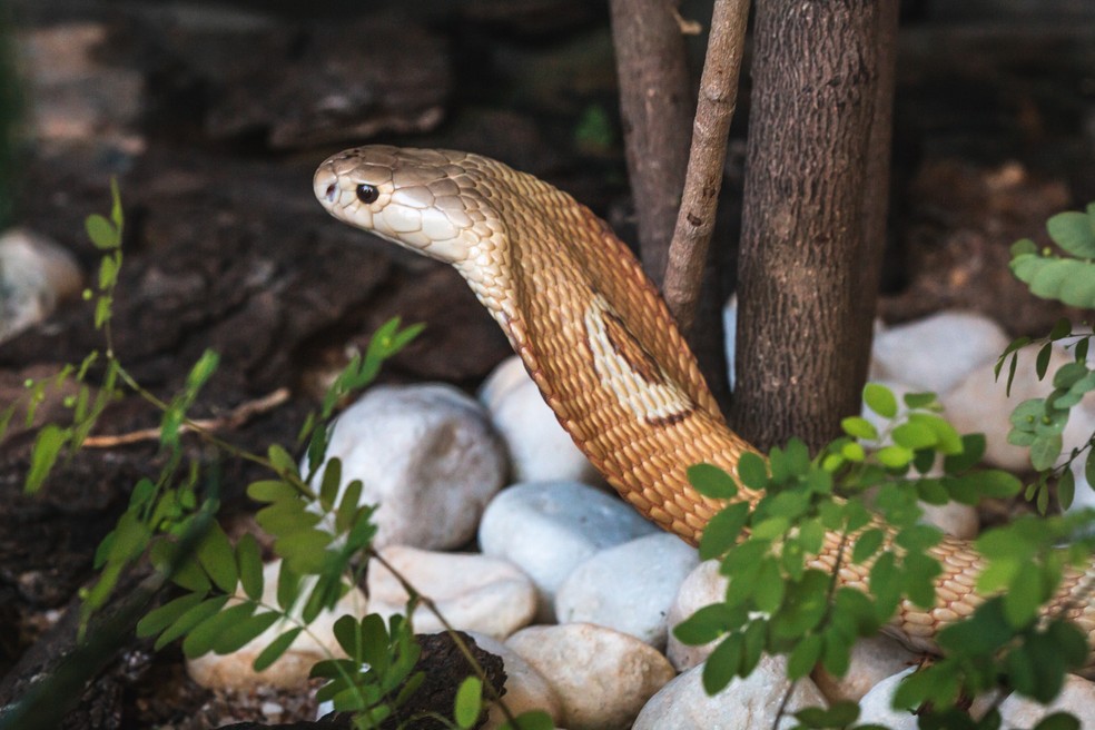 Serpentes apreendidas em Brasília já estão no Butantan