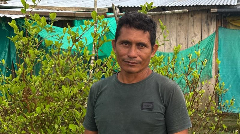 Cultivo de coca na Colômbia atinge recorde e supera a marca de 250 mil hectares