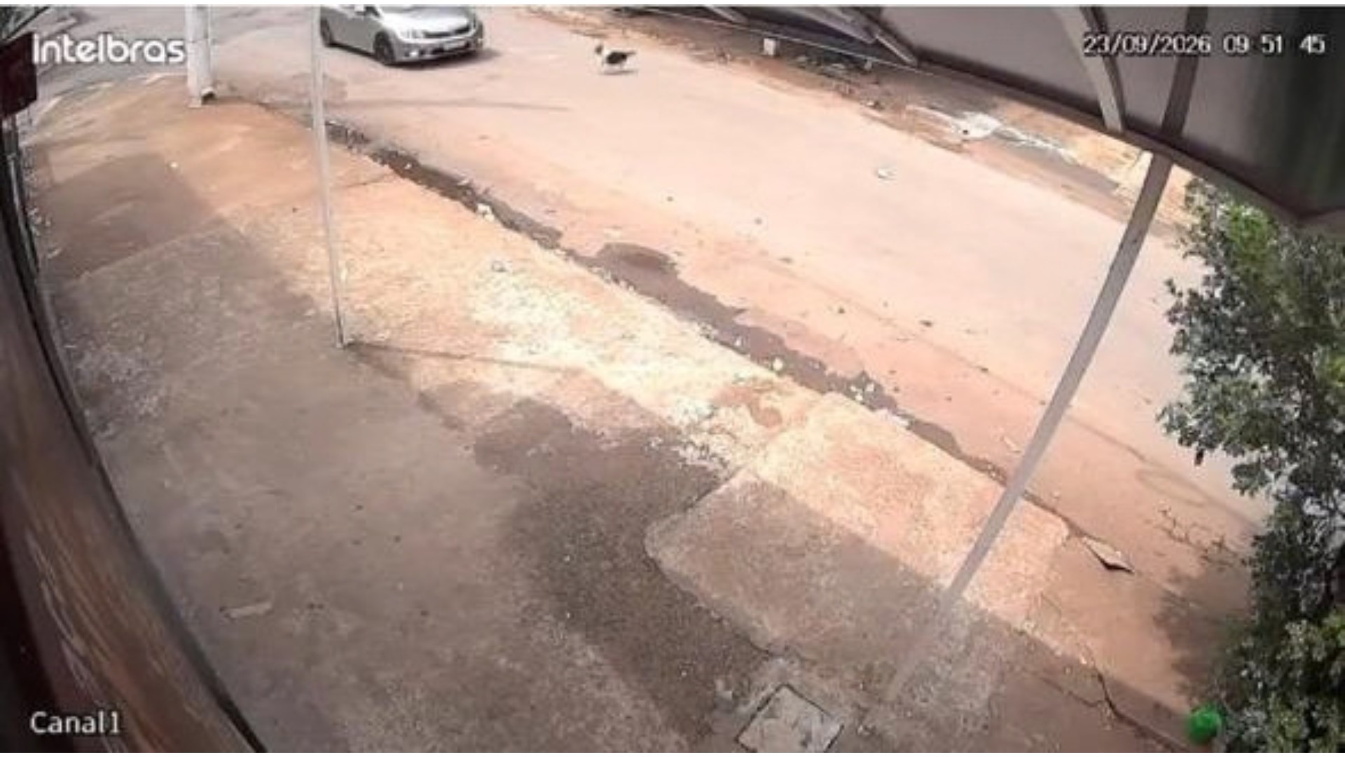 Motorista atropela cão e foge sem prestar socorro em Patos de Minas