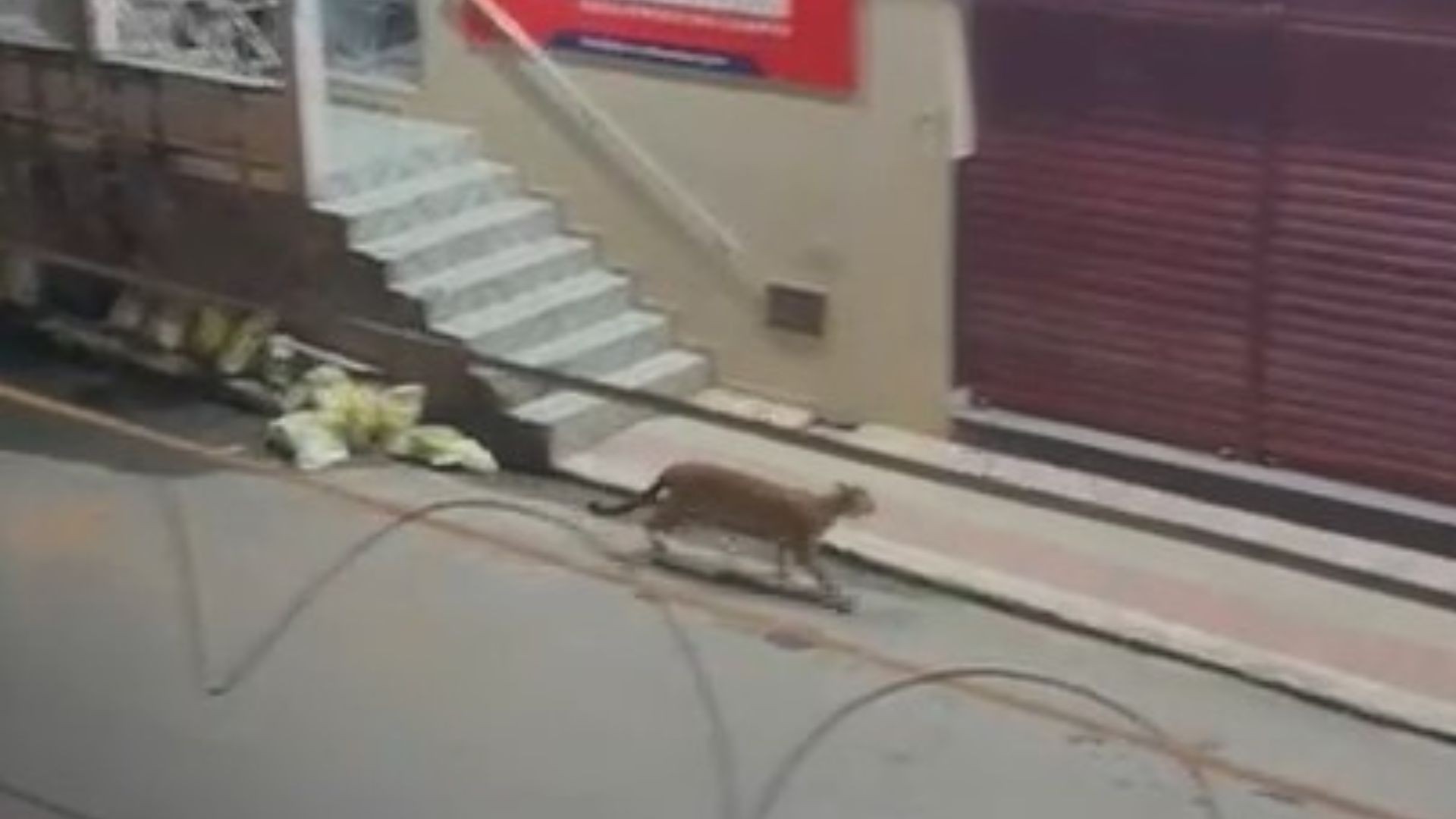 VÍDEO: onça circula por rua comercial, se esconde em garagem de prédio e assusta moradores de Iconha, no ES