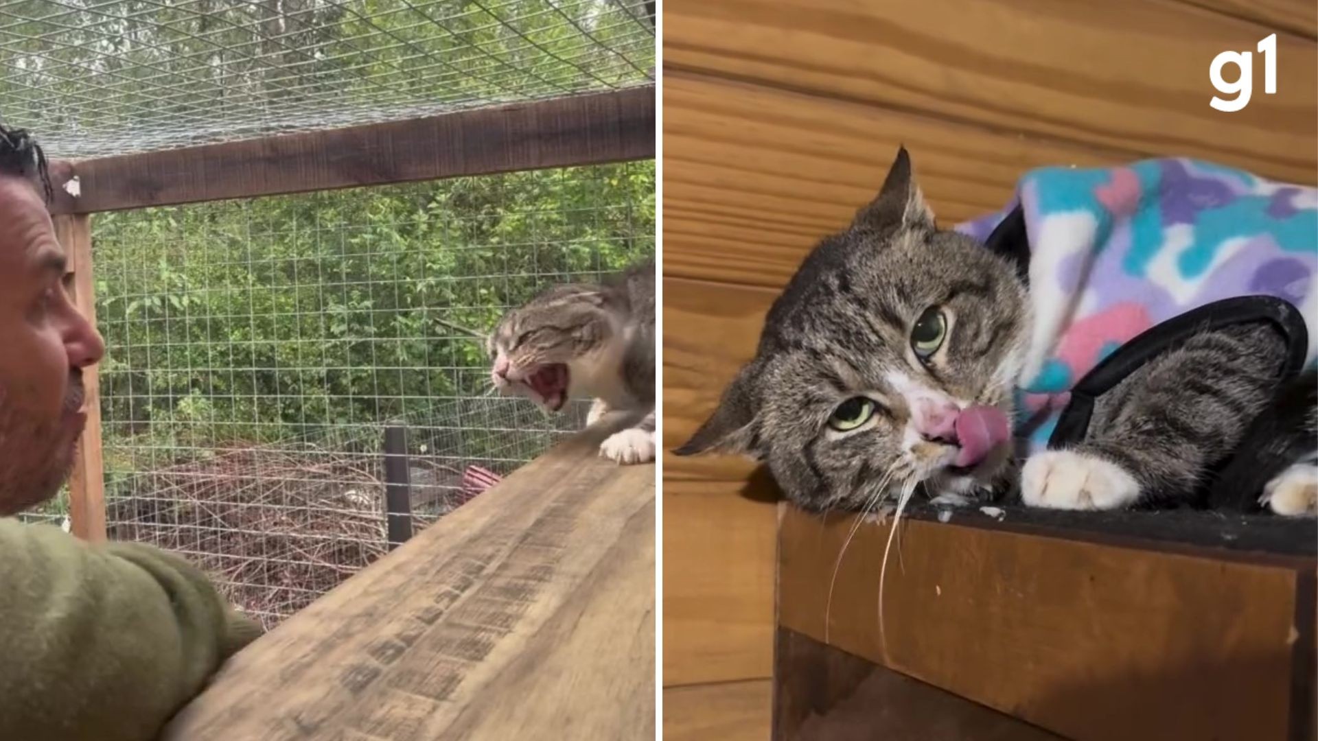 Rotina de 'Tigrão', gato feral furioso resgatado no RS, é compartilhada por cuidador: 'vai ser mimado, sim!'