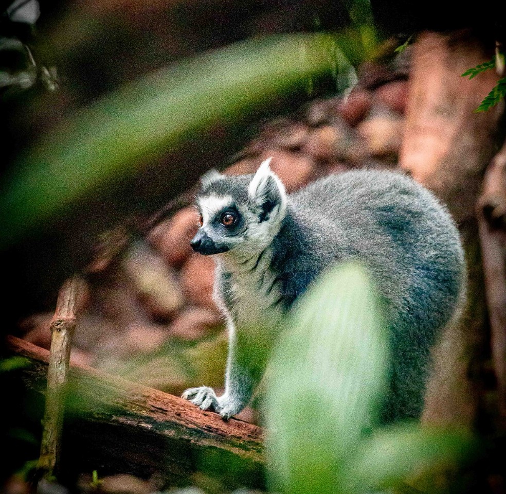 Lêmures ameaçados de extinção, que inspiraram personagem do filme Madagascar, podem ser visitados no Zoológico de Brasília — Foto: Caio Cavalcante
