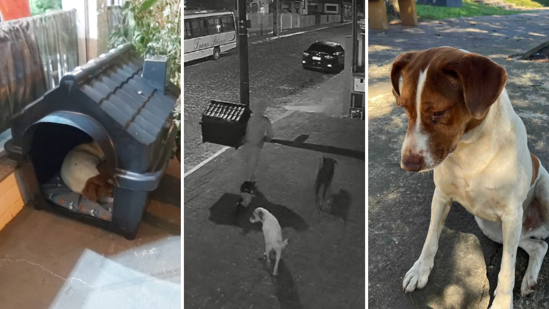 VÍDEO: donos de padaria compram casinha para cachorro de rua e item é furtado dias depois, no PR; ladrão e receptador foram presos