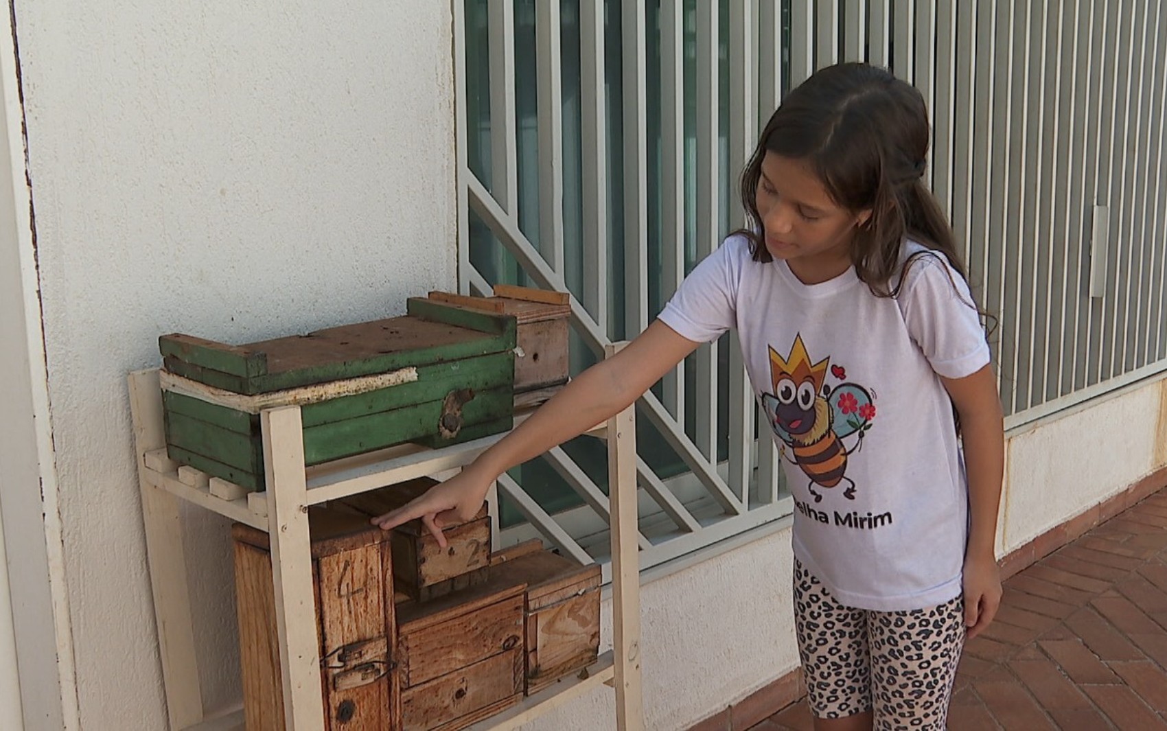 
Prodígio de 11 anos inspira crianças com palestras sobre preservação de abelhas no interior de SP