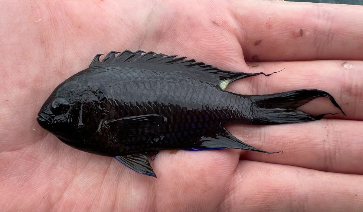 Peixe invasor da Ásia, Donzela-real se adapta ao litoral brasileiro e preocupa especialistas