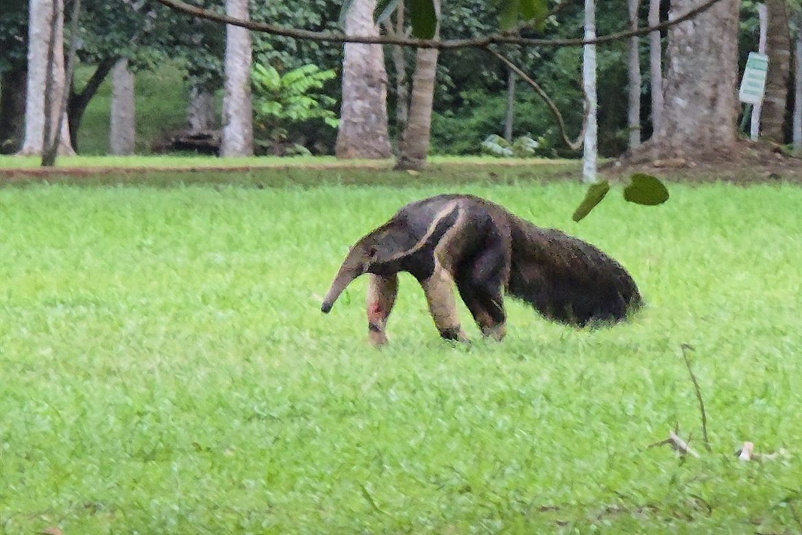 Tamanduá-bandeira é visto passeando em parque de Porto Velho, RO