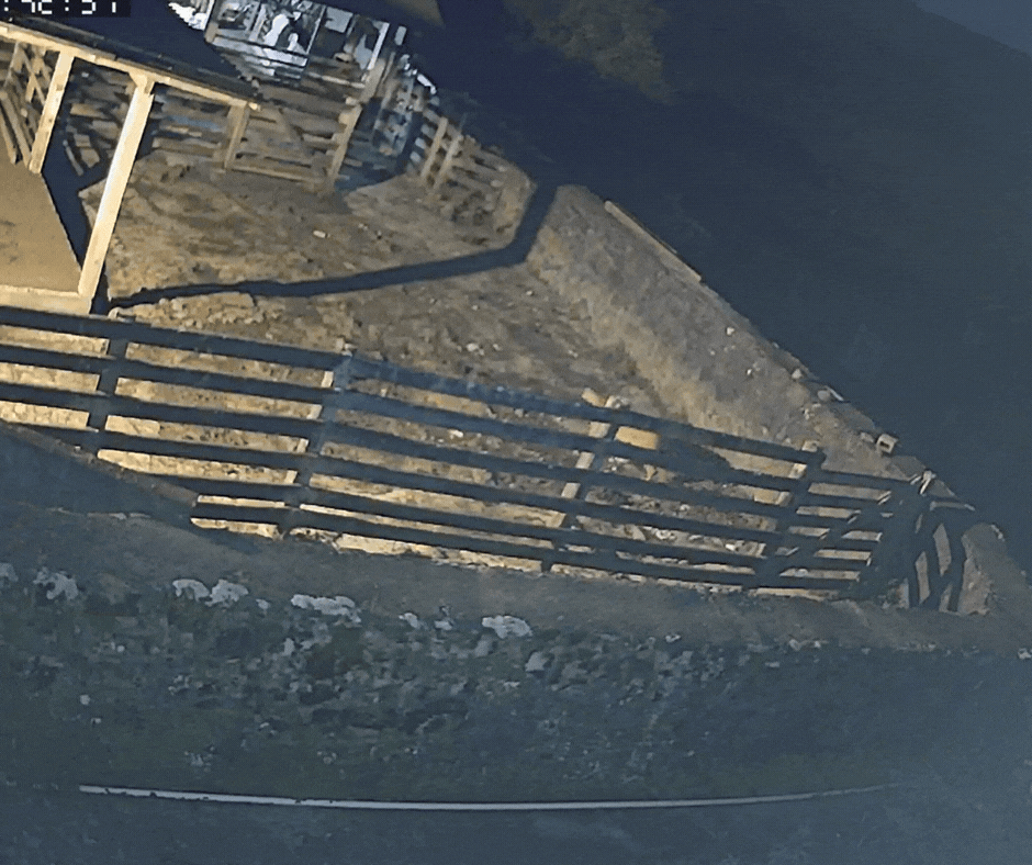 VÍDEO mostra puma em propriedade rural antes de devorar ovelhas em SC: 'Em doze dias, matou seis', diz produtor