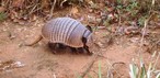 Dev armadillo (Euphractus sexcinctus)