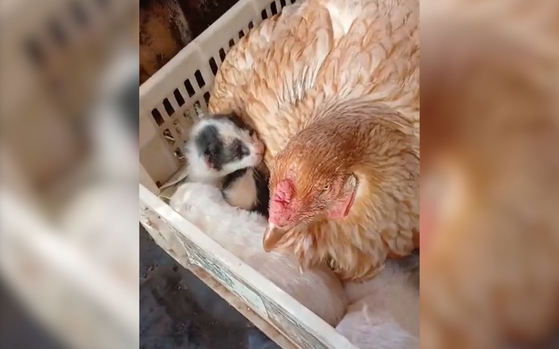 Galinha 'adota' filhotes de gato em sítio no interior de SP; vídeo
