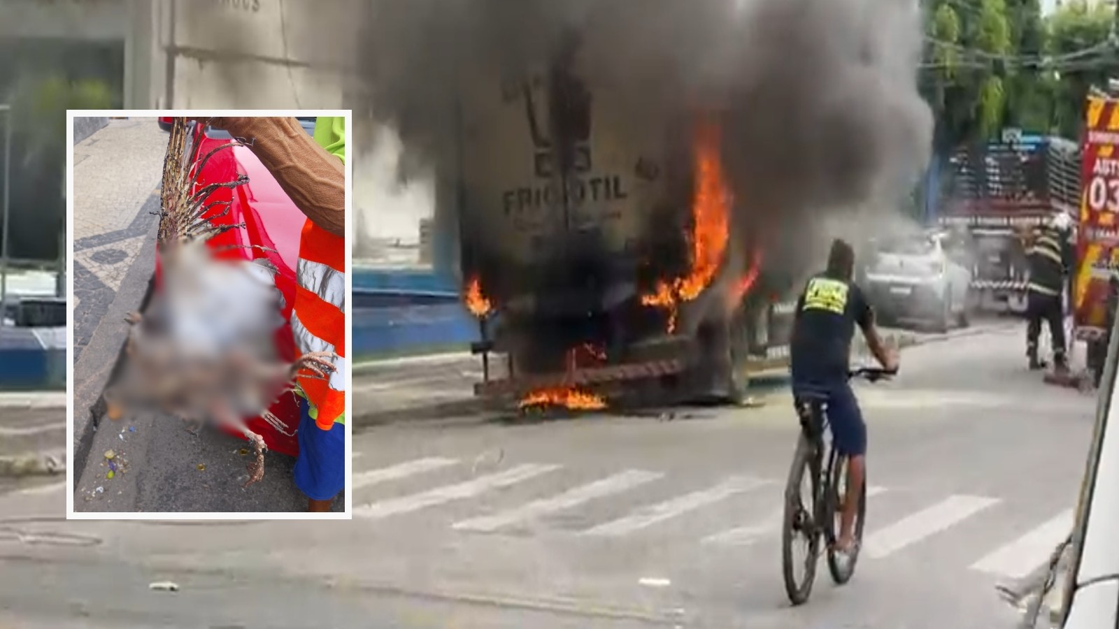 Pássaro morre eletrecotado, rompe cabo de energia e causa incênio em caminhão em Fortaleza; vídeo
