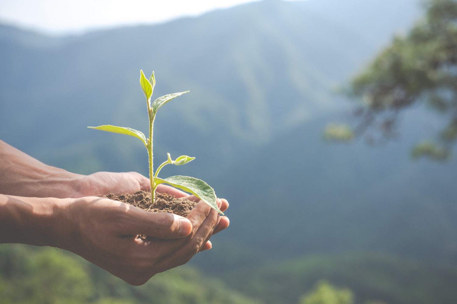 Lá Vem o Enem: resolva questões de biologia sobre ecologia