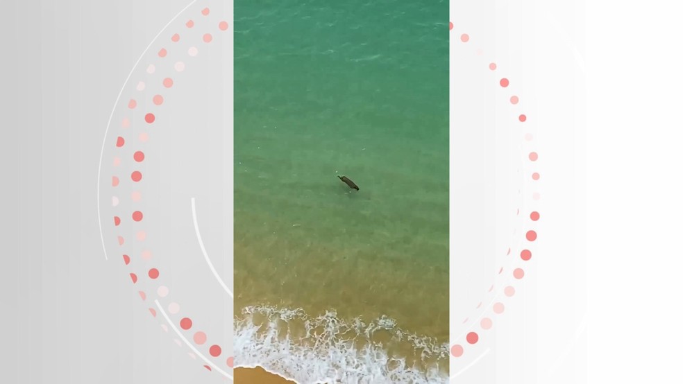 Capivara na Praia de Areia Preta, em Guarapari — Foto: Reprodução