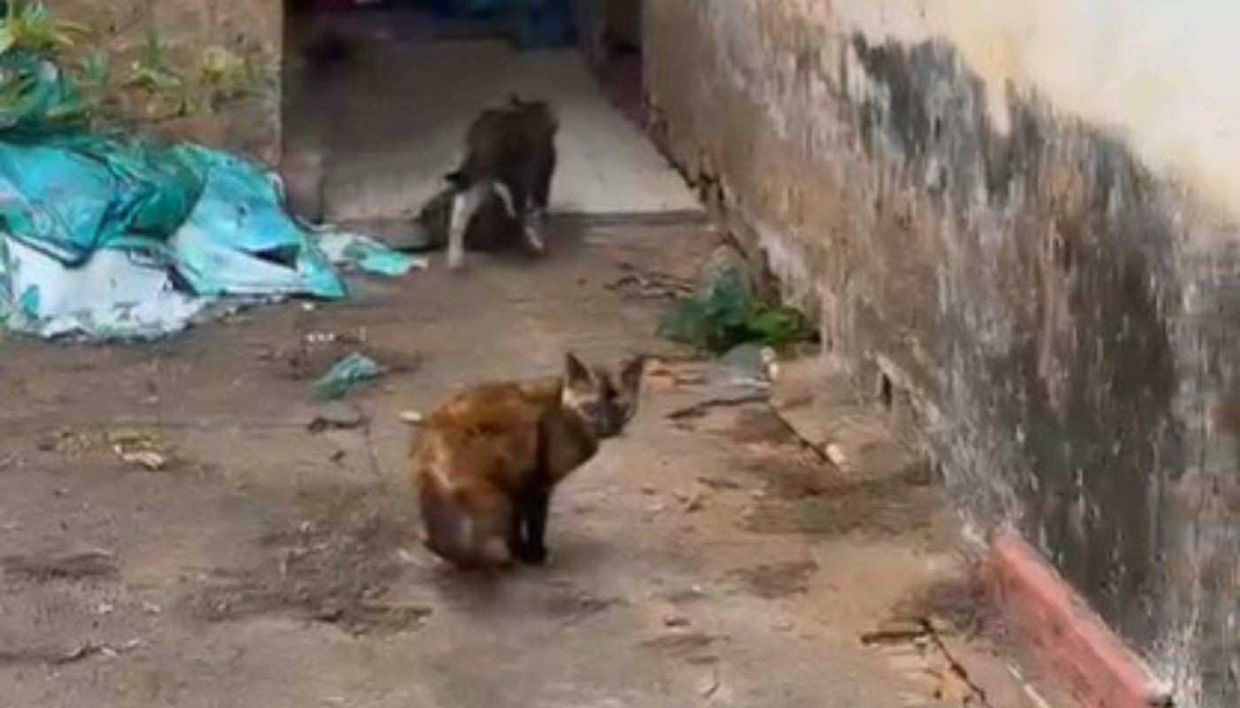 Polícia resgata cães e gatos em situação de maus-tratos, encontra ossadas e prende tutores em Piracicaba