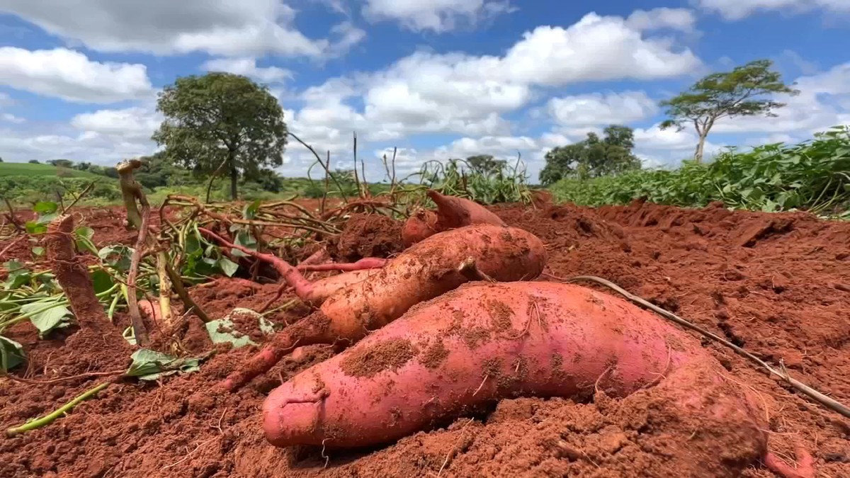 Produção de batata-doce diminui, mas preço melhora | Nosso Campo | G1