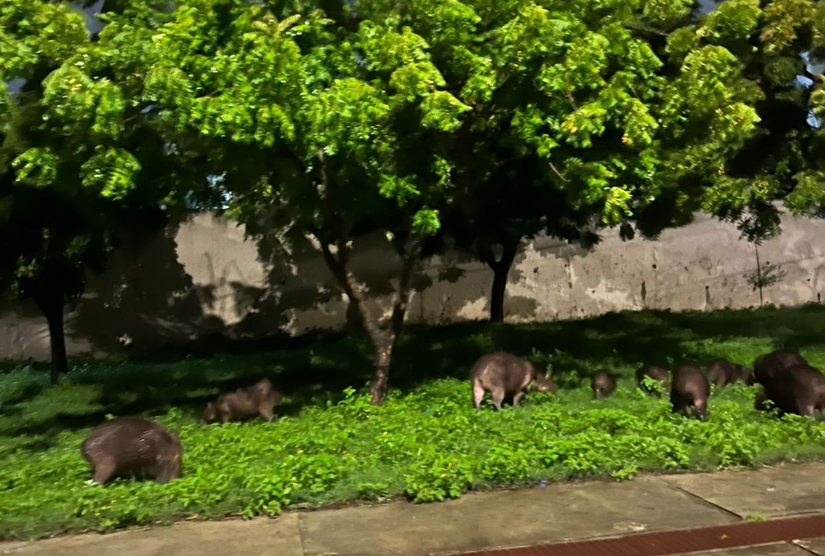 Grupo de capivaras é visto na Zona Sul de Aracaju
