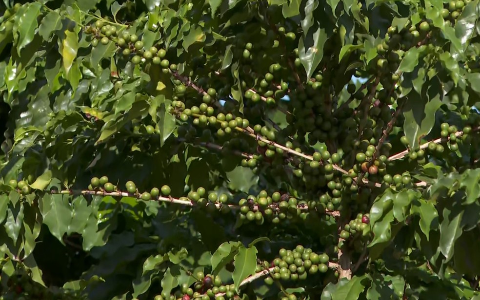 Com a chegada da época da colheita e o preço da saca, aumenta casos de furtos de café no pé no Sul de MG — Foto: Lindomar Cailton/EPTV