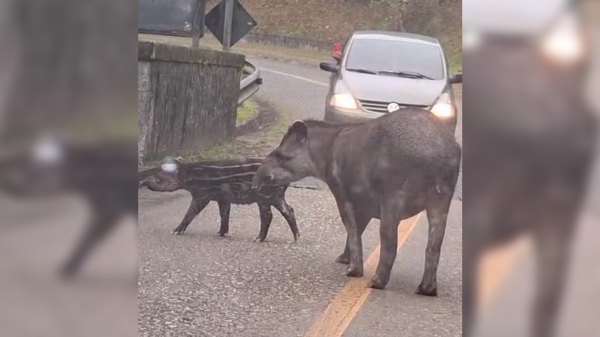 VÍDEO: anta é vista caminhando com filhote em estrada-parque no interior de SP