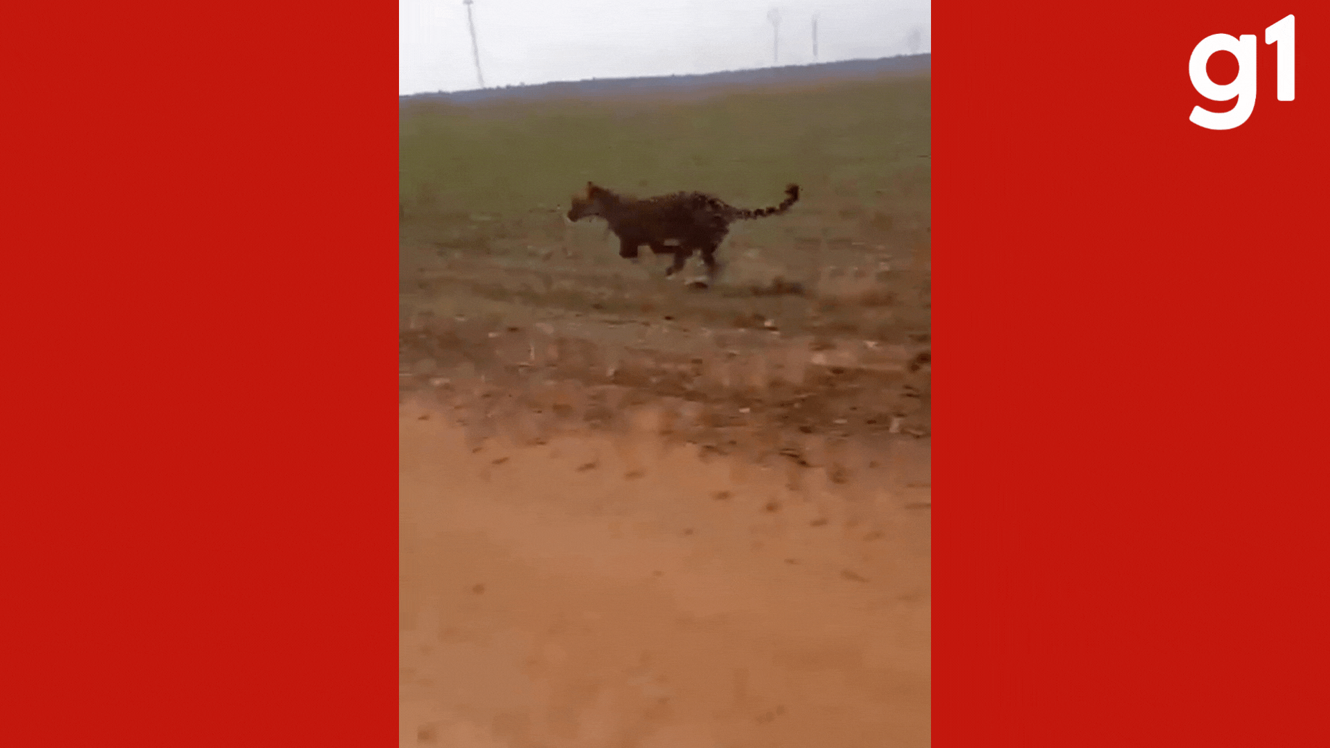 VÍDEO: onça-pintada corre ao lado de estrada e quase é atropelada em MT