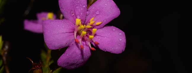 Flor da Microlicia caparaoensis. — Foto: Renato Goldenberg