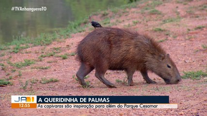 Capivaras conquistam o carinho dos moradores de Palmas