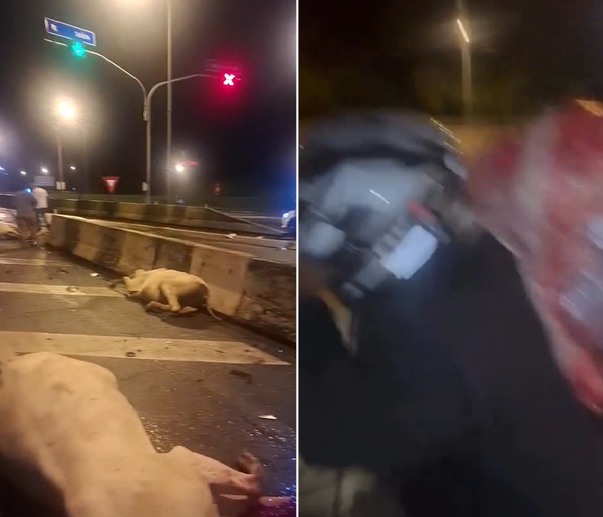 Carne de bois mortos atropelados é disputada após acidente em Rio Bonito