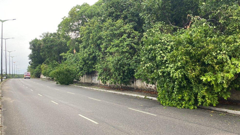 Pelo menos cinco árvores tombaram na Mata do Buraquinho, caindo sobre a calçada da Avenida Pedro II, na Torre — Foto: Antonio Vieira/TV Cabo Branco