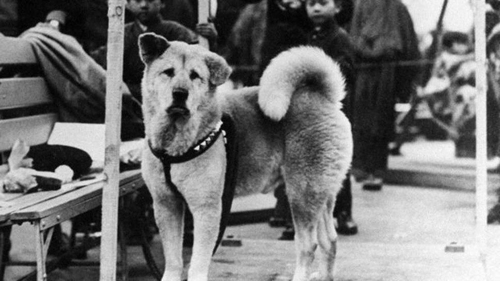 Hachiko ficou conhecido no Japão após um artigo de jornal em 1932. — Foto: Getty Images via BBC