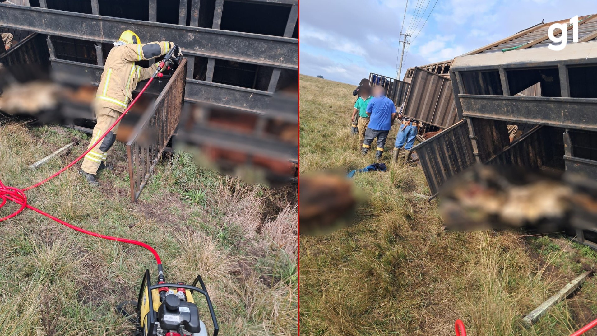 Caminhão com gado tomba e deixa animais mortos e feridos em Uruguaiana, afirmam bombeiros