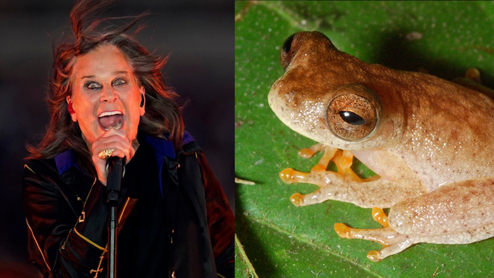 Ozzy vive na Amazônia: espécie de sapo do Pará tem nome em homenagem ao Príncipe das Trevas