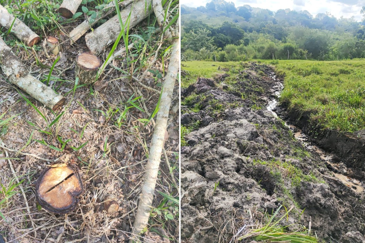 Dono de sítio é multado em R$ 16,9 mil por cortar mais de 30 árvores nativas e abrir drenos em área rural no interior de SP