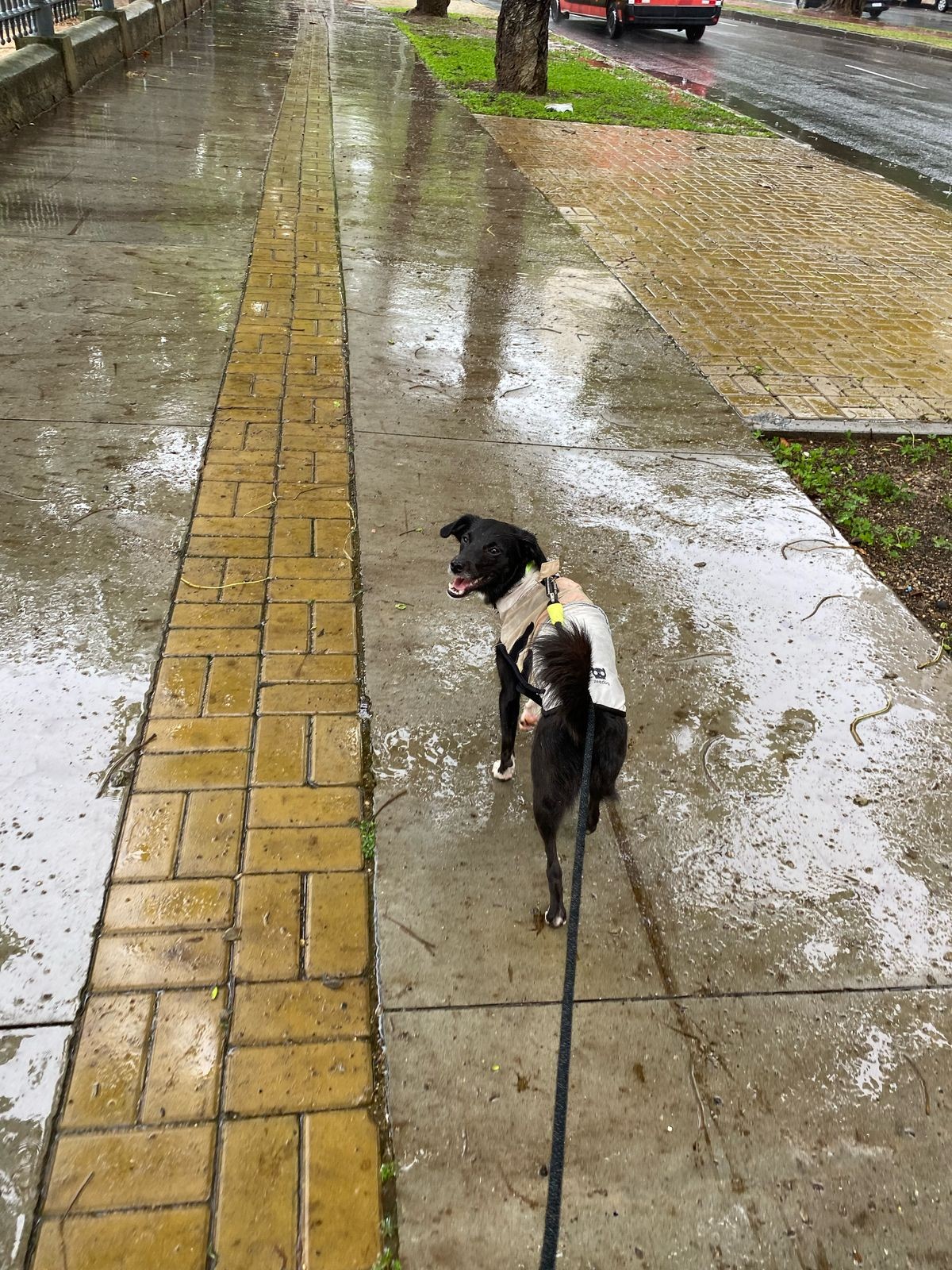 Moradorores da glória denunciam que cães Levaram choques após fortes chuvas no rio