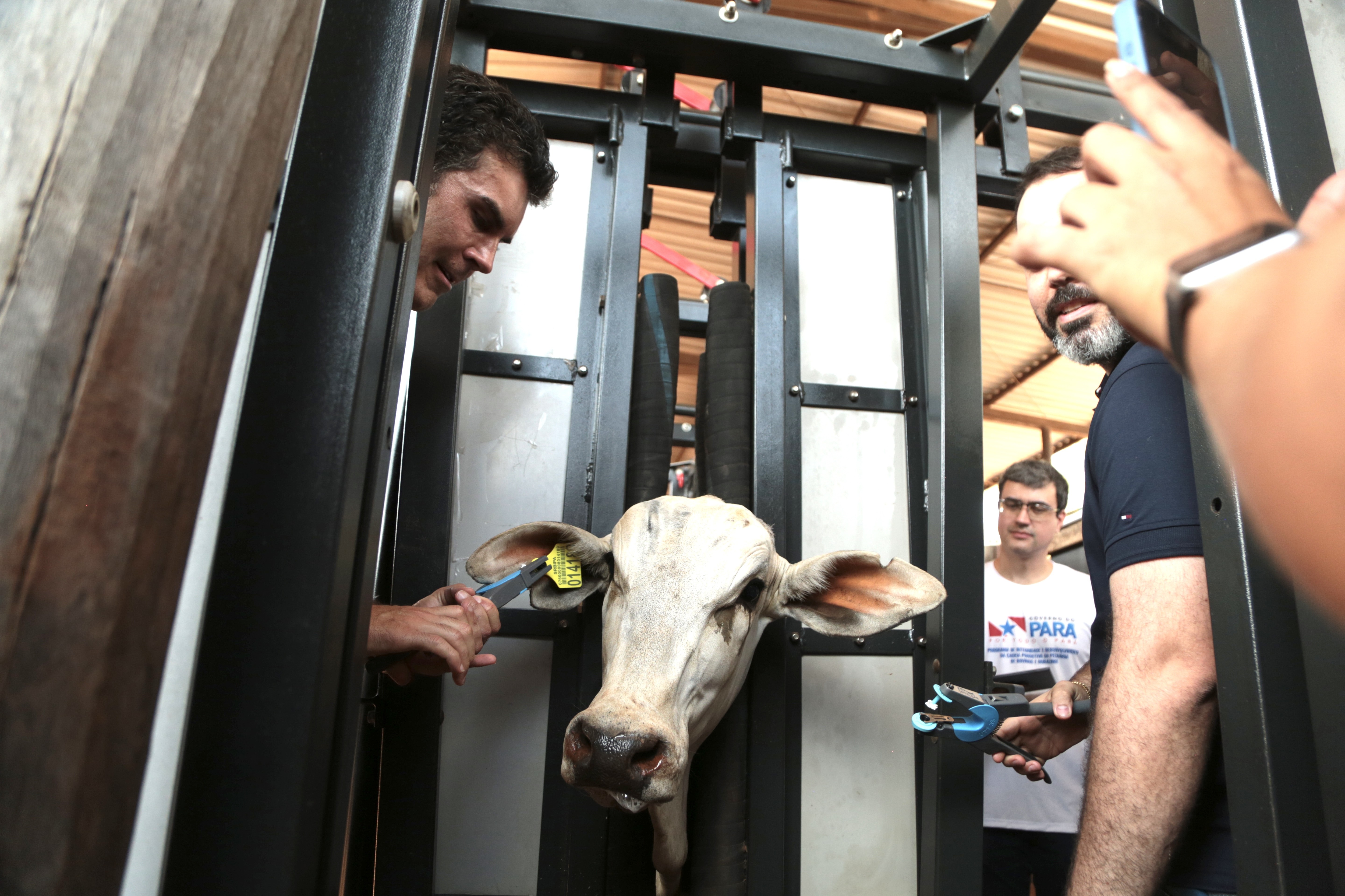 Pará começa a colocar chips em bois com o objetivo de garantir carne livre de desmatamento