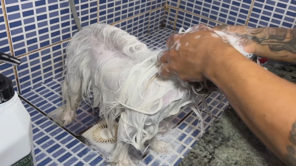 Verão: saiba como proteger seu pet das temperaturas altas e evitar a desidratação — Foto: TV TEM/reprodução