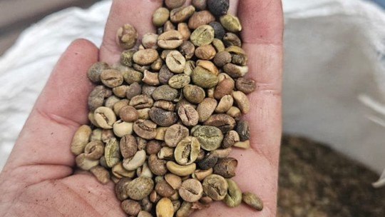 Operação apreende mais de 2,4 toneladas de café impróprio para consumo no RJ - Ação aconteceu em quatro fábricas que estavam torrando grãos com impurezas acima do limite legal.