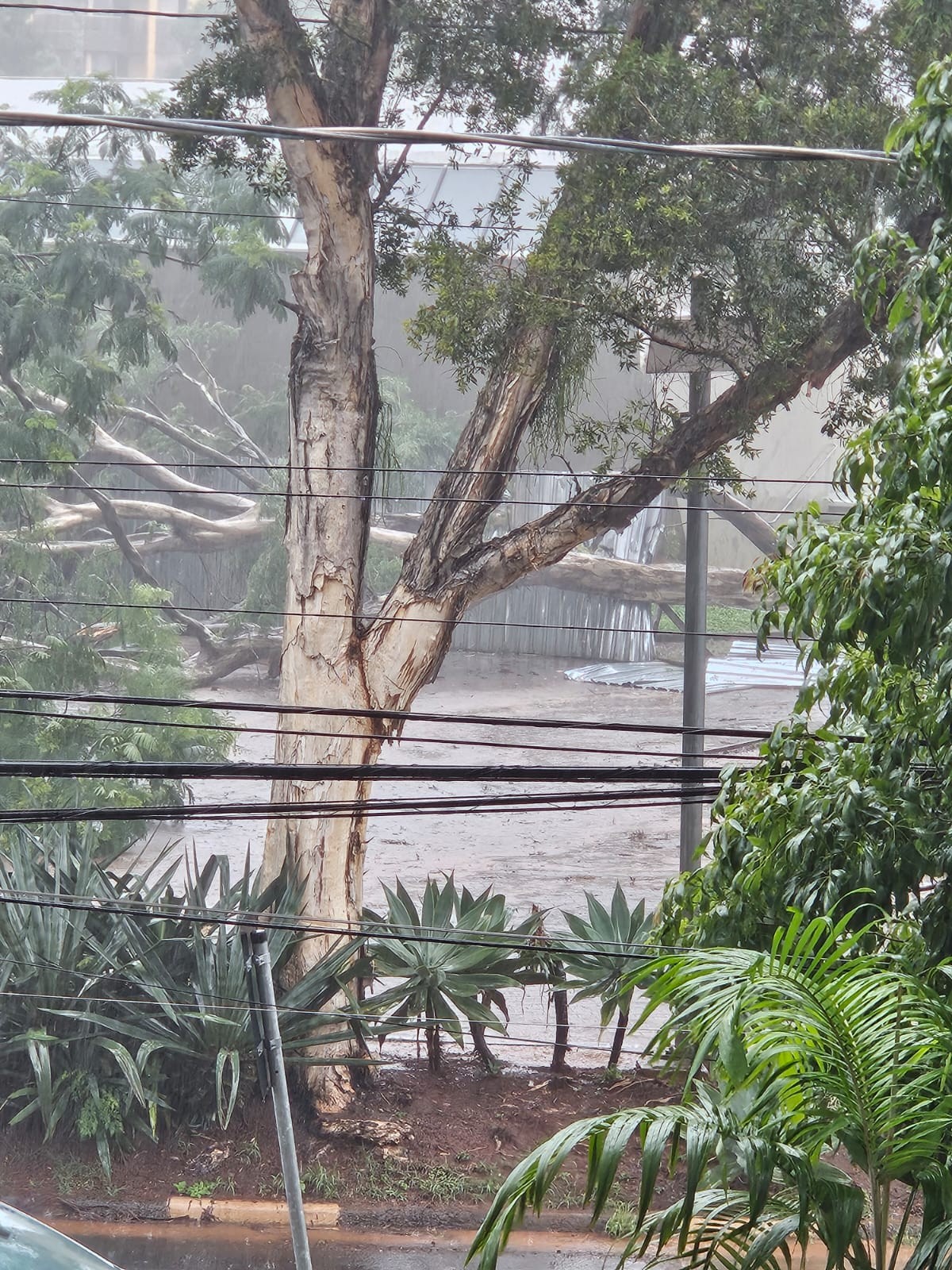 Árvore de grande porte cai em frente ao Centro de Convivência de Campinas após temporal