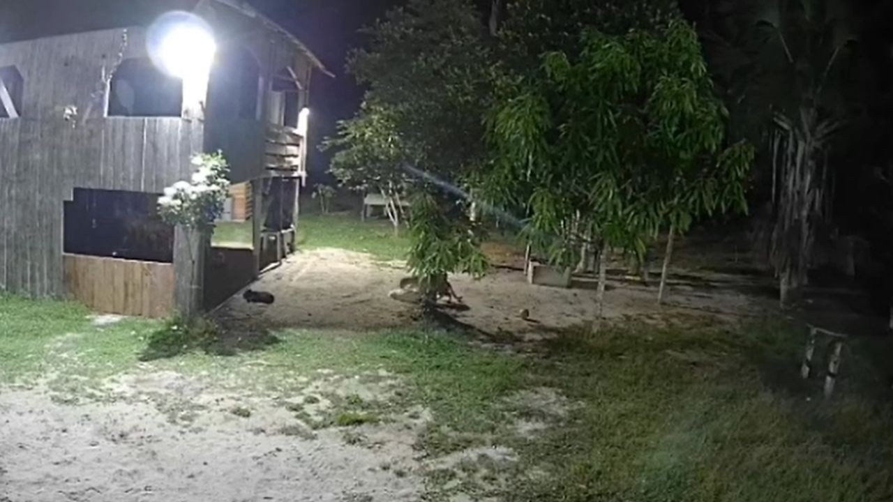 Onça invade quintal de sítio e tenta atacar cachorro no AM; veja vídeo