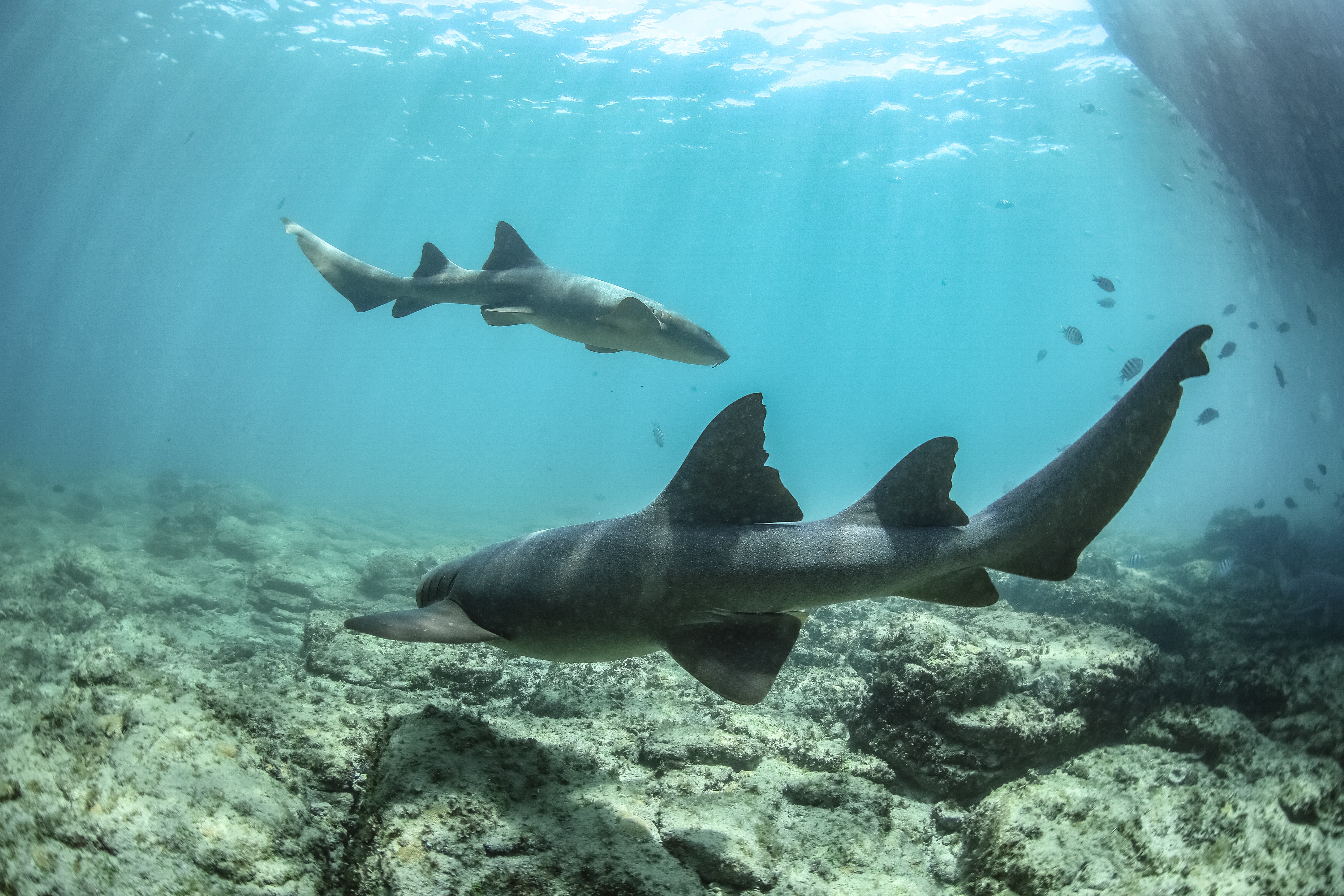 Você Não Tá Convidada pro Meu Bat Mitzvá!
