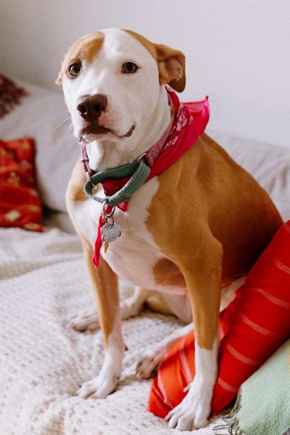 Música com andamento lento e sem muita percussão parece ser a mais tranquilizante para os cachorros — Foto: Madeleine Jett