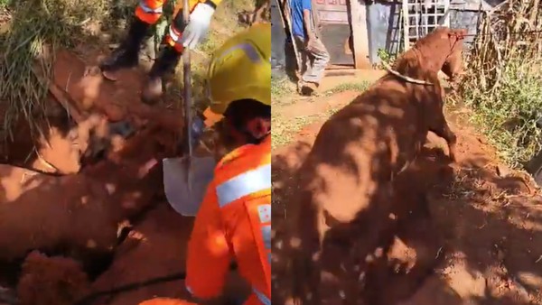 Bombeiros cavam rampa e cavalo sai sozinho de fossa de 2 metros em Uberlândia