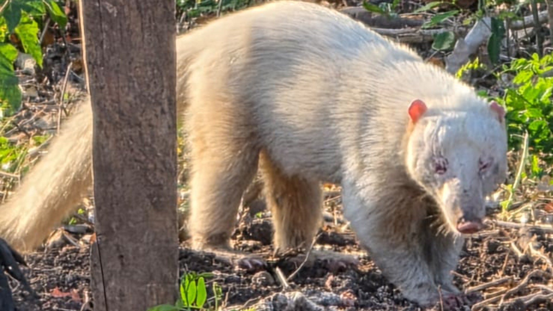VÍDEO: em rara aparição, quati albino surge em assentamento de Corumbá