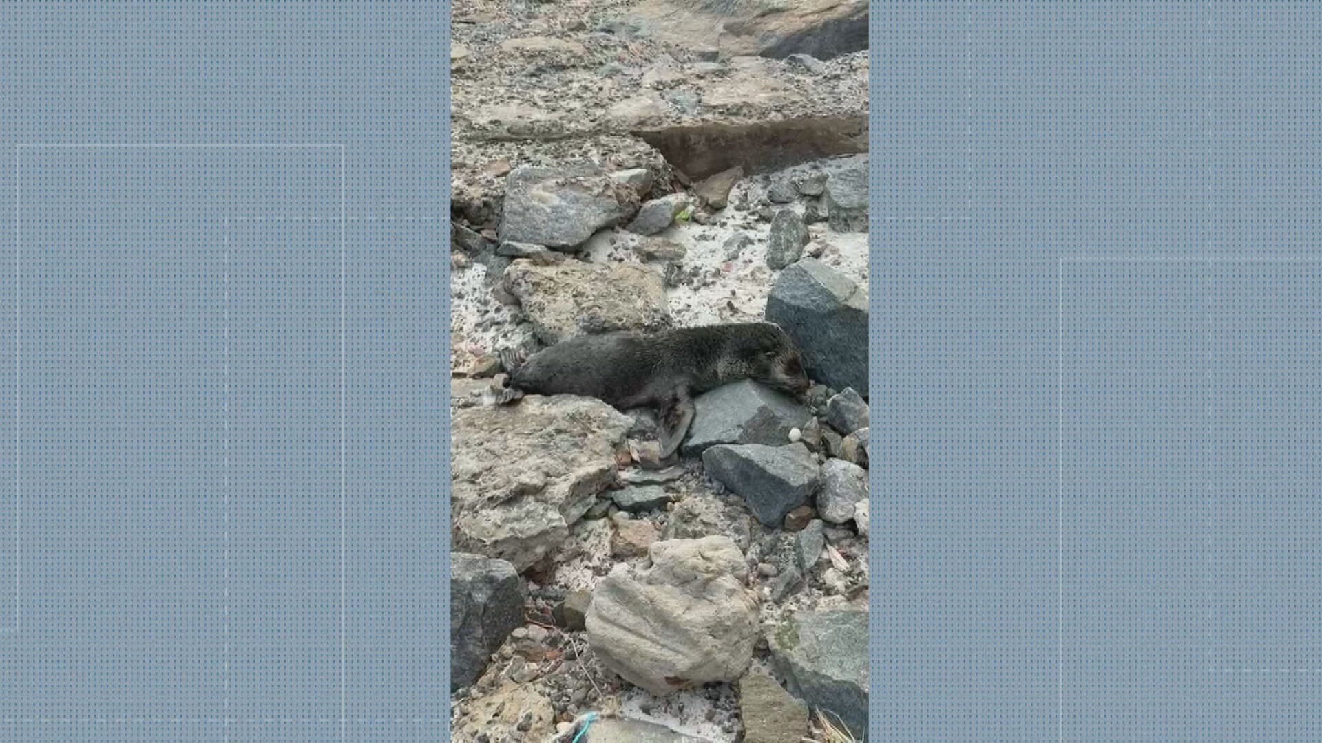 Filhote de lobo-marinho tira ‘cochilo’ entre pedras em Arraial do Cabo; VÍDEO 