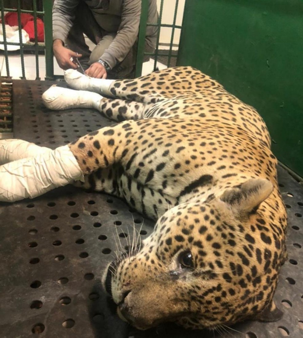 Onça Amanaci que não pôde ser reinserida na natureza após as queimadas — Foto: IMCBio