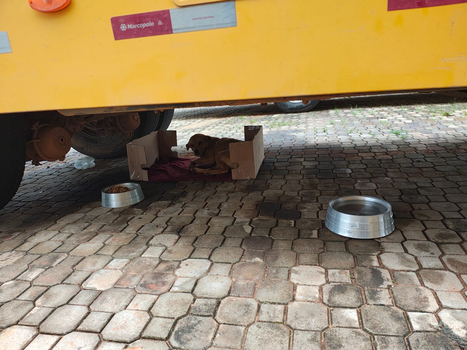 Cachorro comunitário é encontrado morto com sinais de envenenamento em MG