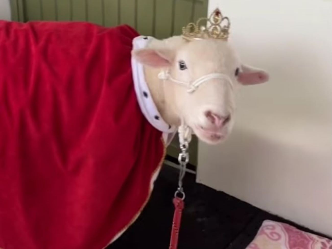 Morre Ovelha Chanel, pet com mais de 720 mil seguidores