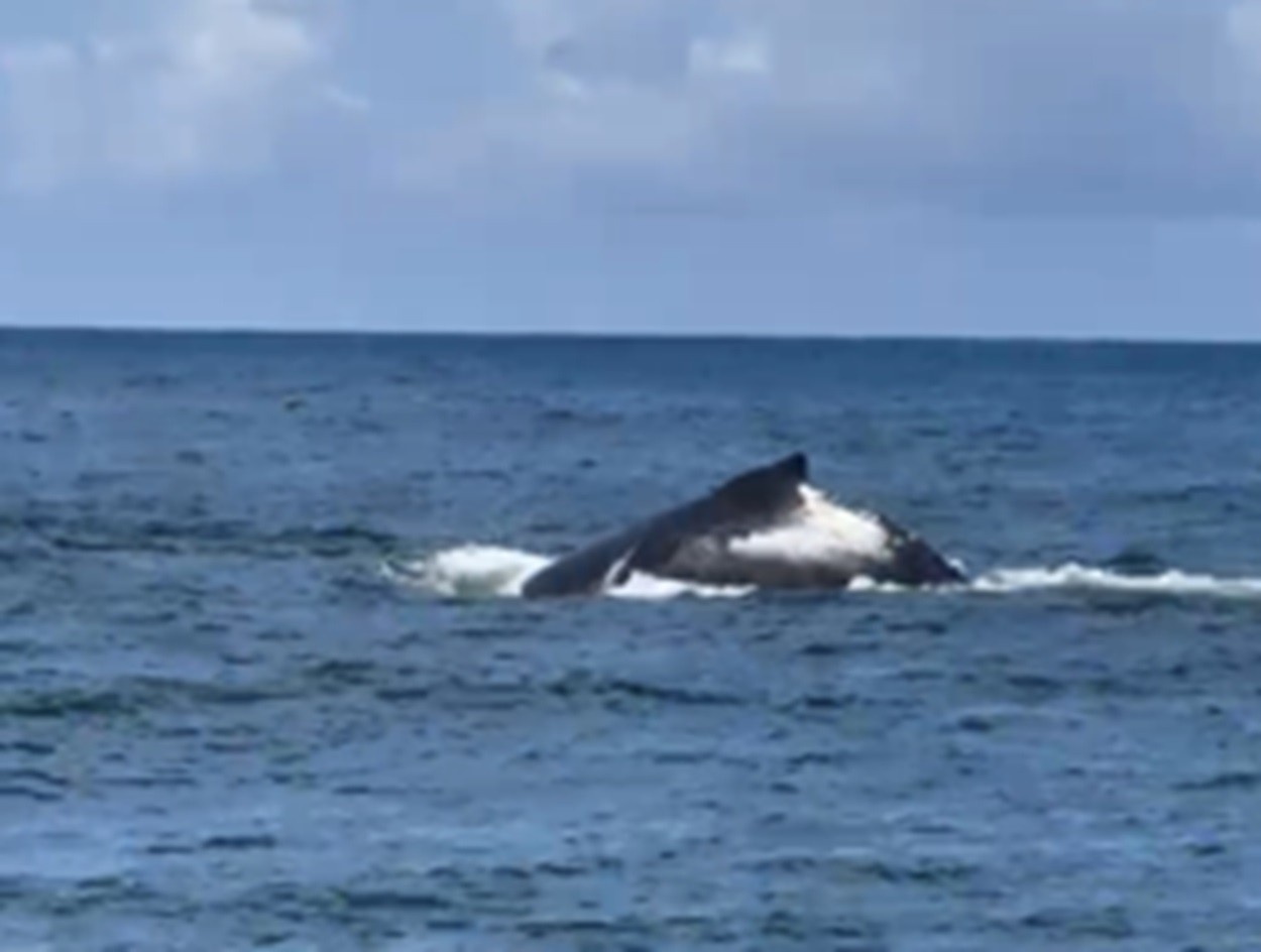 Baleias-jubarte aparecem no mar de Maracaípe e encantam pescadores; VÍDEO