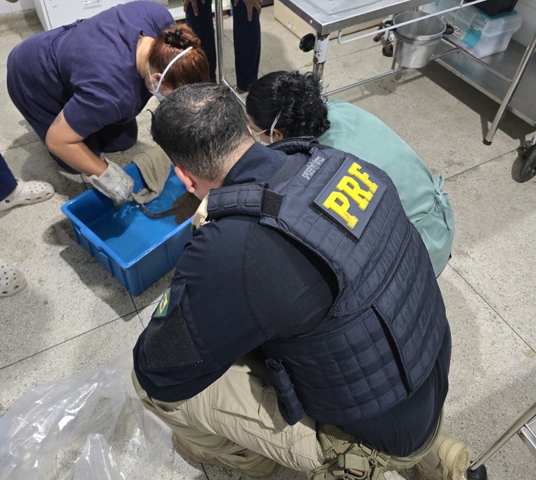 PRF resgata seis arraias transportadas em sacos plásticos na BR-316, em Castanhal
