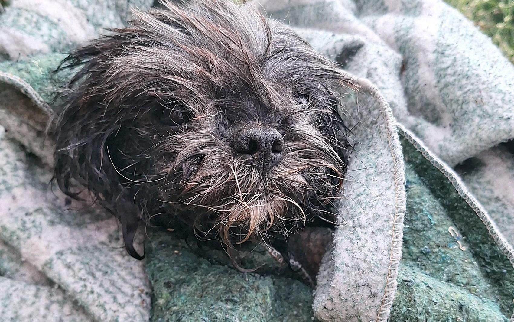 Com ajuda de turistas, bombeiros resgatam cachorro em ribeirão de Poços de Caldas, MG